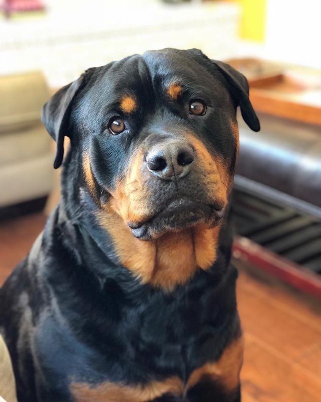 “Friday? Weekend? What is this, weekend?” —HRH Hendrix, bougy dogs of OC [instagram]