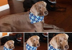 Kingston’s face when I said I’d have to retake that first photo cos his bro blinked… #rbf [instagram]