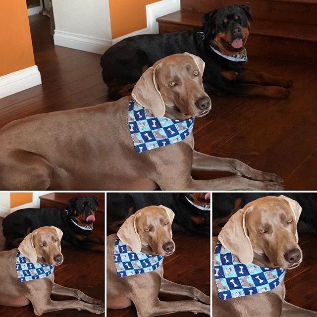 Kingston’s face when I said I’d have to retake that first photo cos his bro blinked... #rbf [instagram]