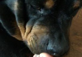 Special Rottie Pedicure  Hendrix loves my toes. I swear they’re clean. Now. 🤣 [instagram]