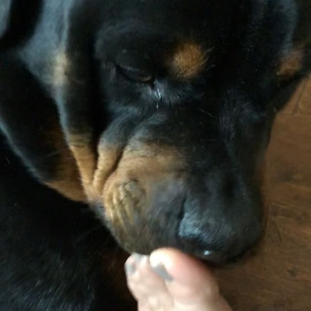 Special Rottie Pedicure  Hendrix loves my toes. I swear they’re clean. Now. 🤣 [instagram]