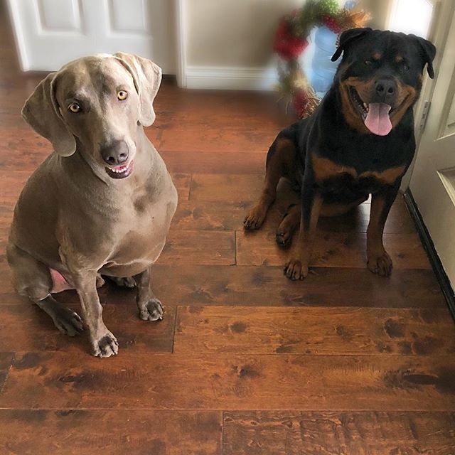 The boys thought they were traveling to Vegas with me... [instagram]