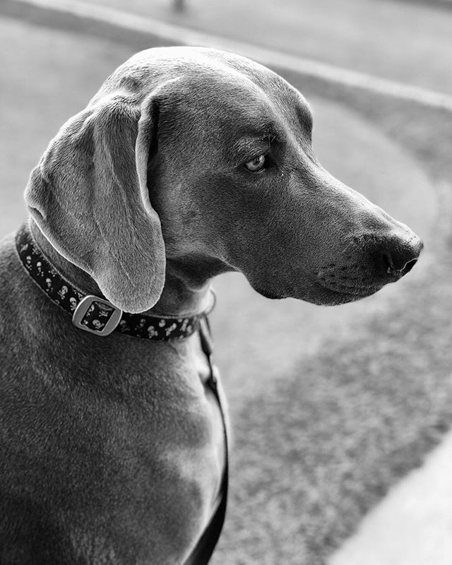 Kingston’s deep thoughts: Everyday should be National Puppy Day...Me: I agree. My sis: Stop spoiling him! 🤣 [instagram]