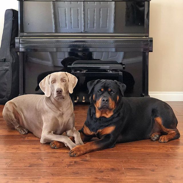 Boys, I have to tell you something. You’re both adopted.#stoic [instagram]