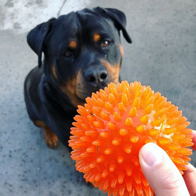 Hendrix, let’s play! YAS. *focused*Kingston, wanna pla—Bitch, please.#rottievsweim [instagram]