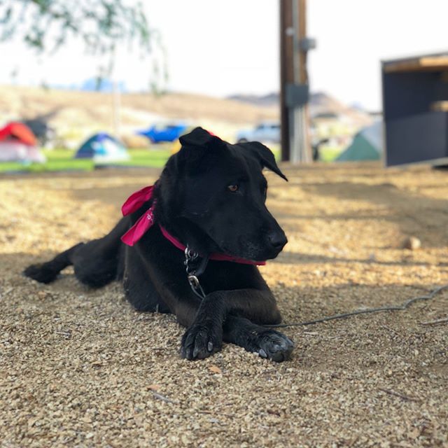 As I’m sifting through the photos I took from this weekend’s fun, here are the doggo & puppers of @synergywellnesslv & @thisdirtlife They highly enjoyed themselves at #thisdirtlife retreat, too. 🤘🏽 [instagram]
