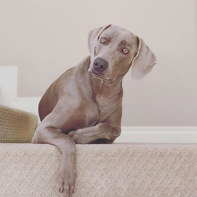 BVLGARI pour Chien. An incredulous doggo fragrance with bacon essence and lavender that masks the scent of expressed butt sacs. [instagram]