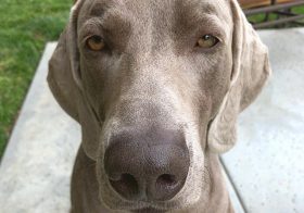 Cuddles. Now. – Kingston, the bourgeois doggo of Orange County [instagram]
