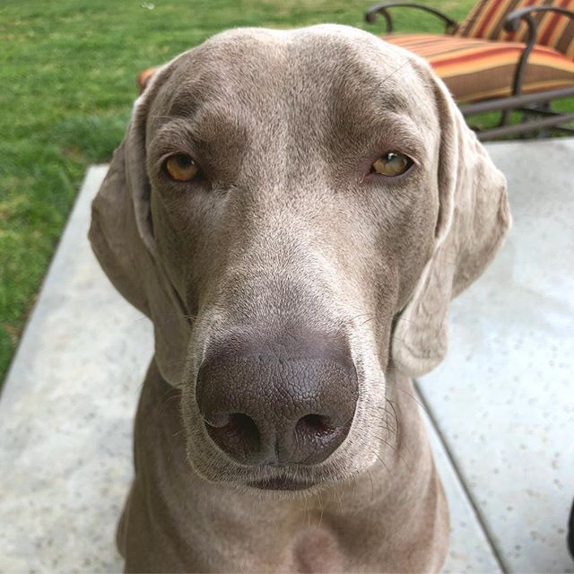 Cuddles. Now. – Kingston, the bourgeois doggo of Orange County [instagram]