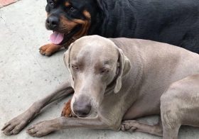 My bougy dog nephews finally have their own IG account, so I don’t have to flood mine with their photos lol. Kingston be like, “it’s about time, biotch” 🤣#Repost @hendrixandkingston [instagram]