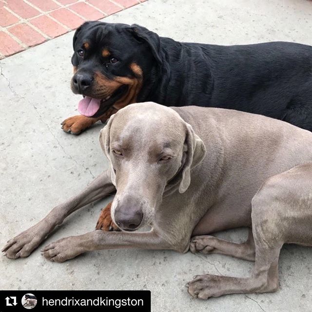 My bougy dog nephews finally have their own IG account, so I don’t have to flood mine with their photos lol. Kingston be like, “it’s about time, biotch” 🤣#Repost @hendrixandkingston [instagram]