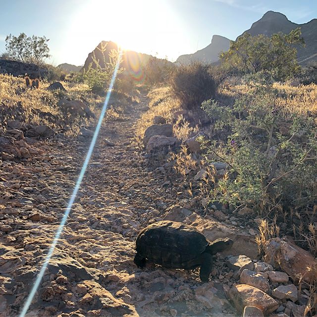 We had a special guest join us on our Monday night trail run...  It was my first ever tortoise sighting, too!  Then we went up Peak 3844 and enjoyed some lovely desert singletrack in only 97°F [instagram]