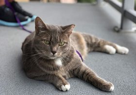 I wasn’t able to tick  off my bucket list item today: Walk/Hike with a cat.  Bells nor Fatso/Oberon didn’t care to be led by a leash. This is why I’m a dog person  BUT I got to chill poolside & sampled some yummy lavender gin & my first ever Sour beer thanks to @sdegroff 🏽 [instagram]