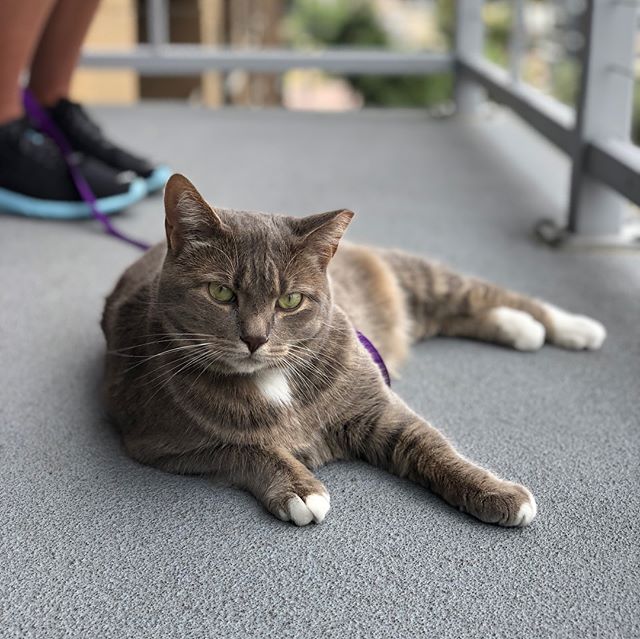 I wasn’t able to tick  off my bucket list item today: Walk/Hike with a cat.  Bells nor Fatso/Oberon didn’t care to be led by a leash. This is why I’m a dog person  BUT I got to chill poolside & sampled some yummy lavender gin & my first ever Sour beer thanks to @sdegroff 🏽 [instagram]