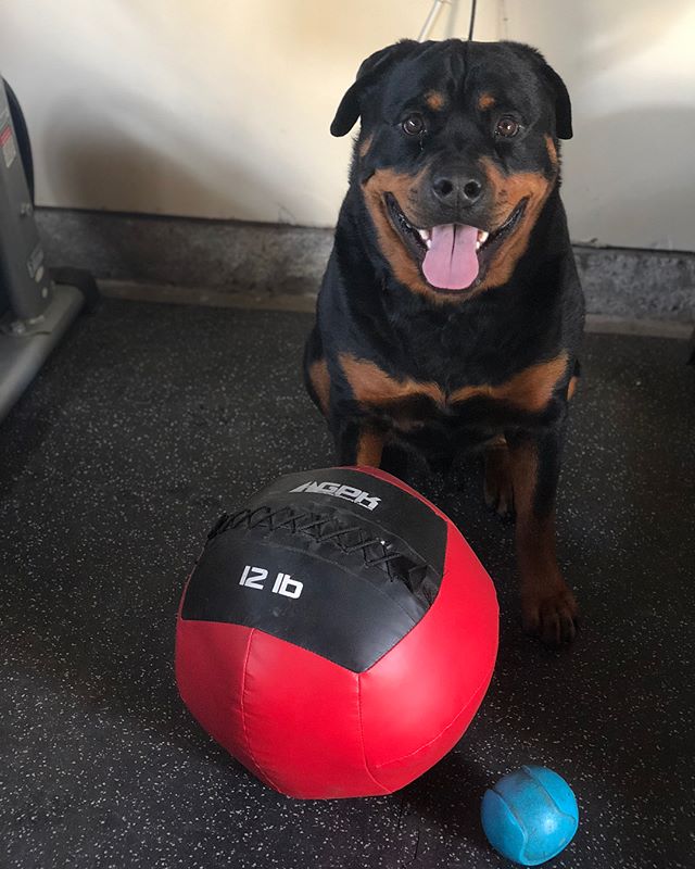 Today’s WOD was brought to you by @hendrixandkingston ‘s Box. Coach Kingston was all like, “stop taking photos and do the dang workout biotch.” 🤣 #beginner #crossfit [instagram]