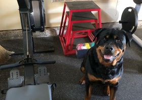 Hendrix: Welcome to the @hendrixandkingston Box. Warm up & then find your 1rm for the front squat.  #rottiegym [instagram]