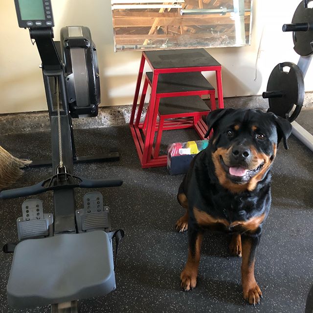 Hendrix: Welcome to the @hendrixandkingston Box. Warm up & then find your 1rm for the front squat.  #rottiegym [instagram]