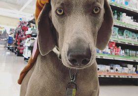 It’s #wcw right? Weimaraner crush Wednesday  Brought Kingston shopping the other day for some “essentials” (i.e., treats) at @petco. We did some window shopping with the sale items and said hello to a cute kitty. [instagram]