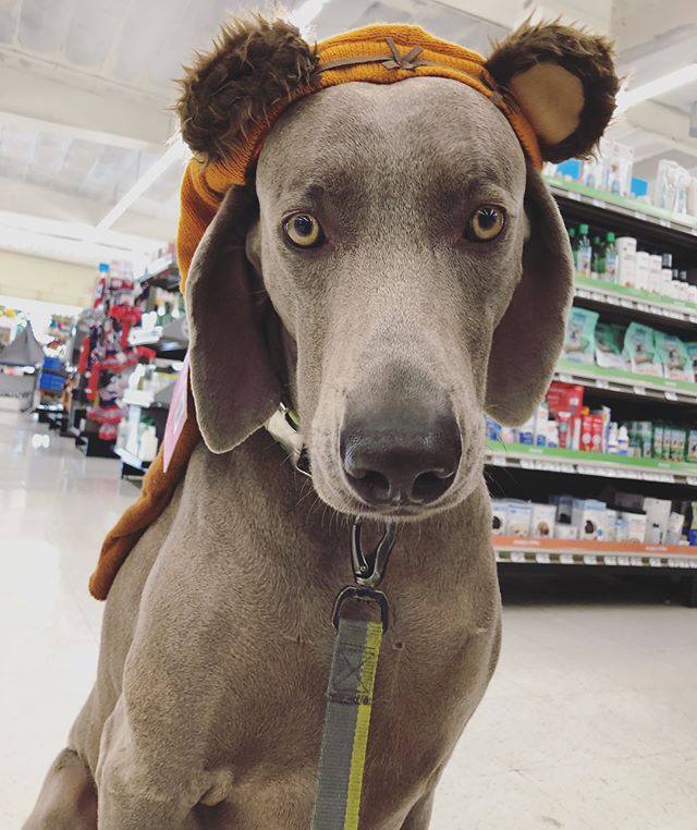 It’s #wcw right? Weimaraner crush Wednesday  Brought Kingston shopping the other day for some “essentials” (i.e., treats) at @petco. We did some window shopping with the sale items and said hello to a cute kitty. [instagram]