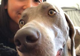 Awwww missing my dog nephew, Kingston @hendrixandkingston even though he doesn’t know where to look when we take selfies. In his defence (Continental spelling ), I don’t know where to look either 🤣 [instagram]