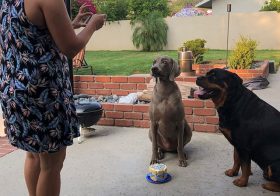 Sis: Smile boys!Hendrix: This is Kingston’s bestest day ever! Kingston: Take the dang photo biotch. I want my cake!🤣 [instagram]