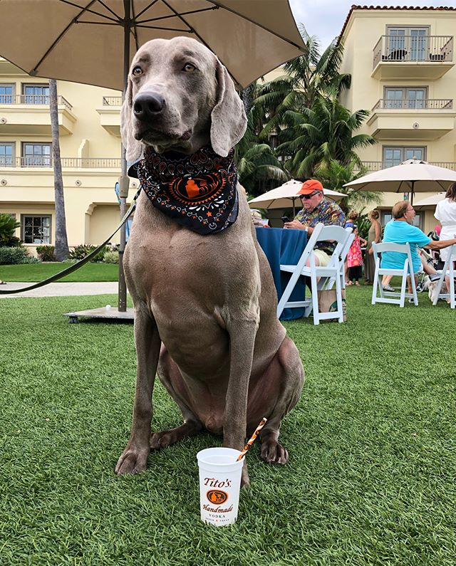 It’s Weimaraner Crush Wednesday! Right?  Here’s Kingston who supported Yappy Hour where drink proceeds go to Canine Companions for Independence. Don’t worry, I consumed the @titosvodka cocktail, not him. [instagram]