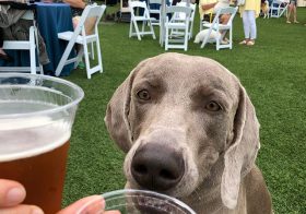 Enjoying a Chateau D’Og Cab & Blueberry beer at Yappy Hour with Kingston @hendrixandkingston [instagram]