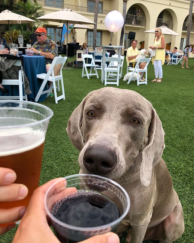 Enjoying a Chateau D’Og Cab & Blueberry beer at Yappy Hour with Kingston @hendrixandkingston [instagram]