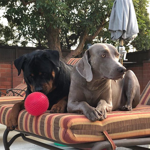Happy #NationalDogDay! Auntie misses these cuties. High-maintenance, bougy doggos and all. Lol [instagram]