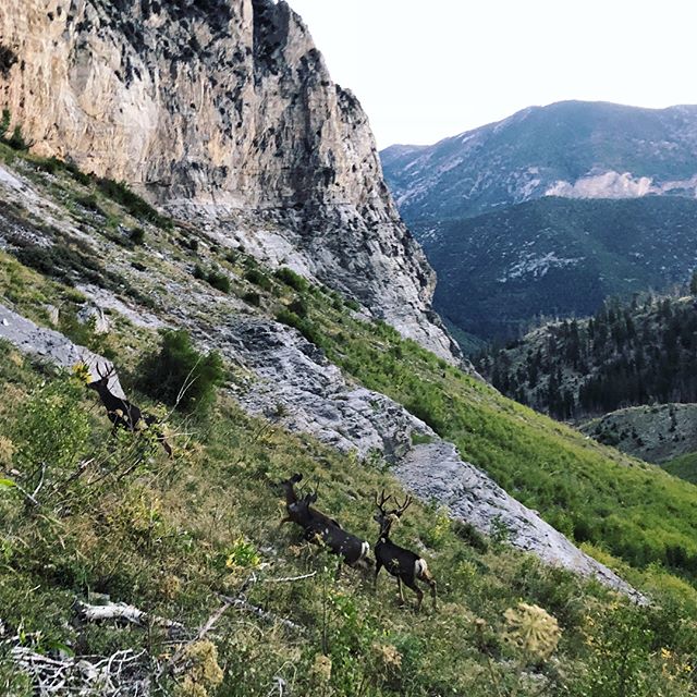Tips to enjoy South Loop trail to Mt Charley. Step 1: Find friends to join you. Step 2: Enjoy the scenery & company.Step 3: Ditch friends after 3hrs but leave them an able guide. Optional steps:•Bring relief oil for your toothache. •Sleep is for suckers. •Pre-Hike caloric intake is for suckers, too. •Also, carb depletion sucks. 🤣 Hint: do not follow optional steps. lol I’m a #dumbarse [instagram]