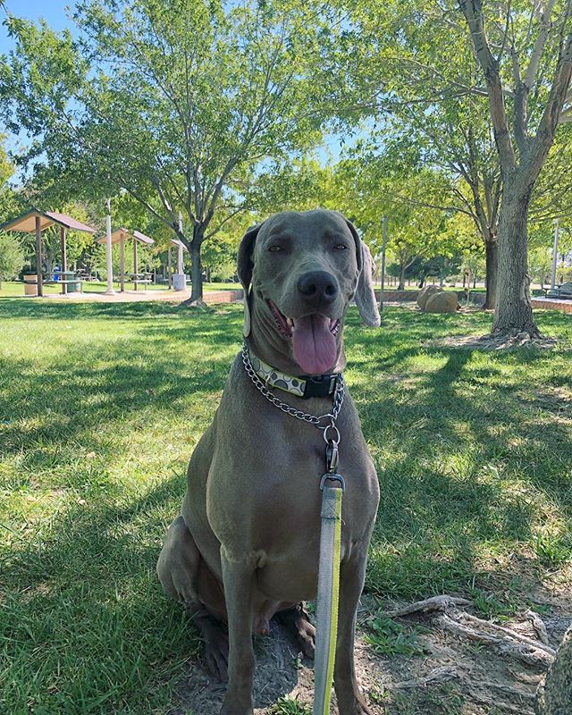Walkies in the park. [instagram]