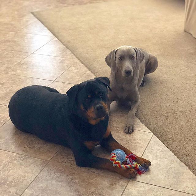The boys posing for auntie. 🏽 [instagram]