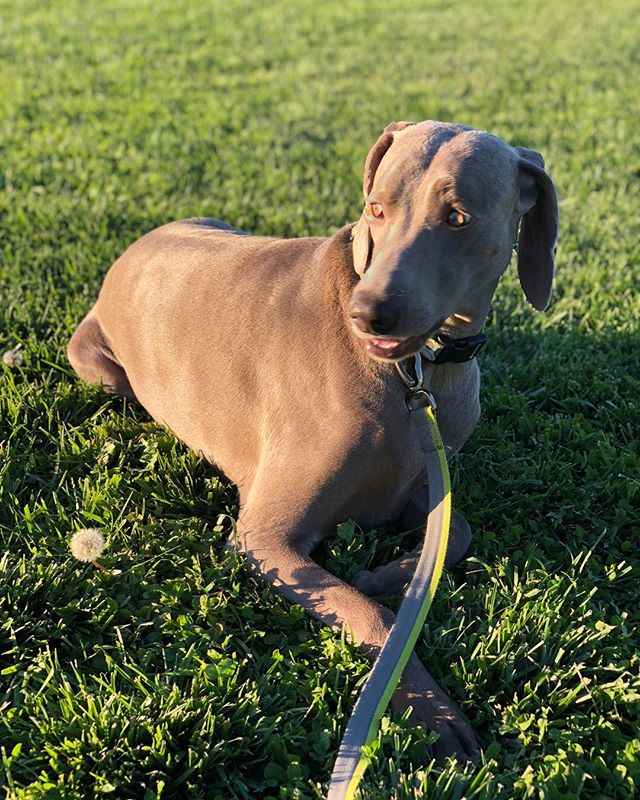 Outdoor photoshoot (aka walk/runs) with Kingston. [instagram]