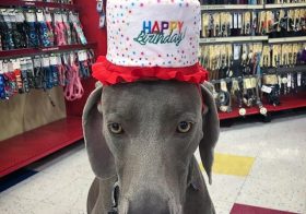 Since Kingston couldn’t speak hooman, I asked him if he could greet me yesterday with this hat. He begrudgingly obliged, but I’m sure he’s plotting what to do to me later on…  #birfday [instagram]