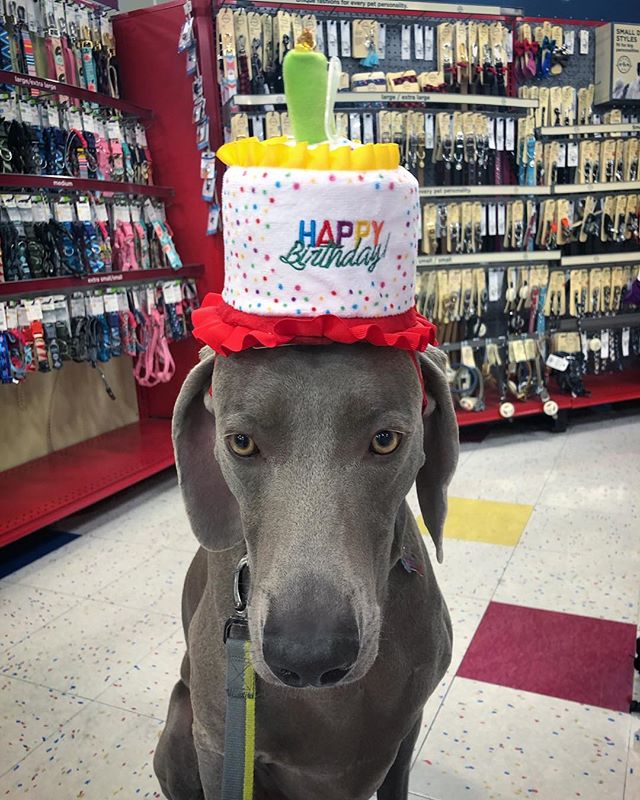 Since Kingston couldn’t speak hooman, I asked him if he could greet me yesterday with this hat. He begrudgingly obliged, but I’m sure he’s plotting what to do to me later on...  #birfday [instagram]