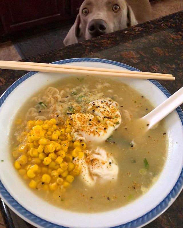 Tonkotsu ramen  and a stalker 🤣 [instagram]
