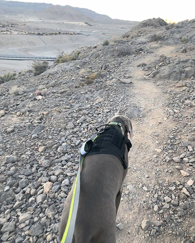 Last night, Kingston wore his Ruck Vest and we went up Lone Mountain (to the saddle). He did great! Hoping he’ll do well for this weekend’s ruck march up Black Mtn 🤣 [instagram]