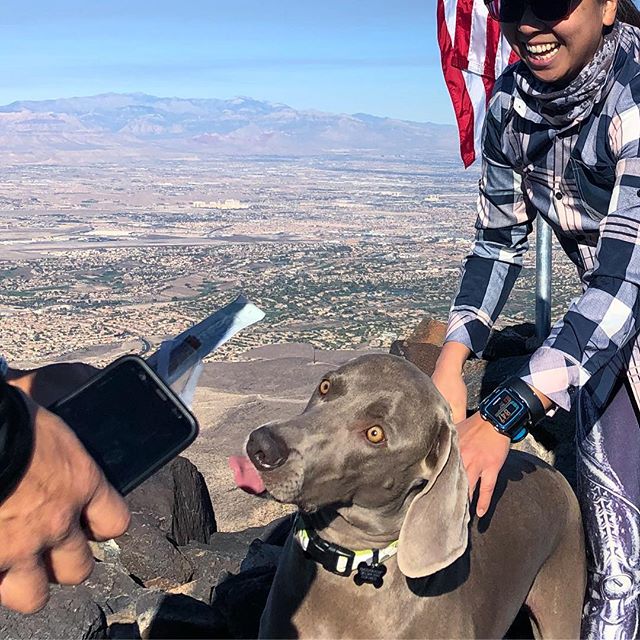 On Saturday, Kingston was like, “I just need one bite...” The puppers was trying to eat my @chomps Jalapeño beef stick! No way boi. 🤣 [instagram]