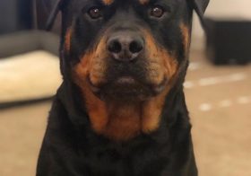 His photo, if Hendrix got a driver’s license…  #rottielove [instagram]