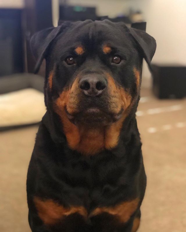 His photo, if Hendrix got a driver’s license...  #rottielove [instagram]