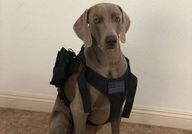 Kingston’s name patch arrived, so naturally, we do a photo shoot  #VegasStrongRuckers #Ruckingston #weimlove [instagram]