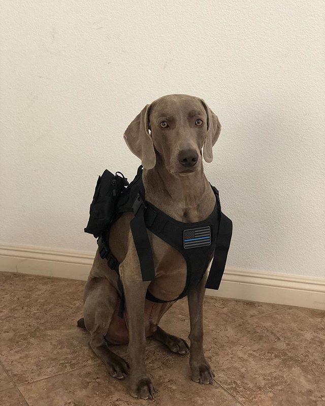Kingston’s name patch arrived, so naturally, we do a photo shoot  #VegasStrongRuckers #Ruckingston #weimlove [instagram]