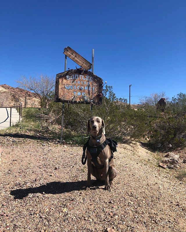 Kingston needed to get his service hours for Western States jk. He really did help me mark the course for Saturday’s Blood, Sweat, & Beers race by @desertdashtrailraces. . .  @gattijennifer joined us for the first part, going down East leg & then we bid our farewells. @hendrixandkingston & I then finished up the last bit, going up Girl Scout to Caldera; at one point he didn’t believe me that we were nearly done, but I bribed him with treats and the world was ok again. . . .Best of luck to all racing tomorroz! See you at Caldera Aid Station and the evening 5km! [instagram]