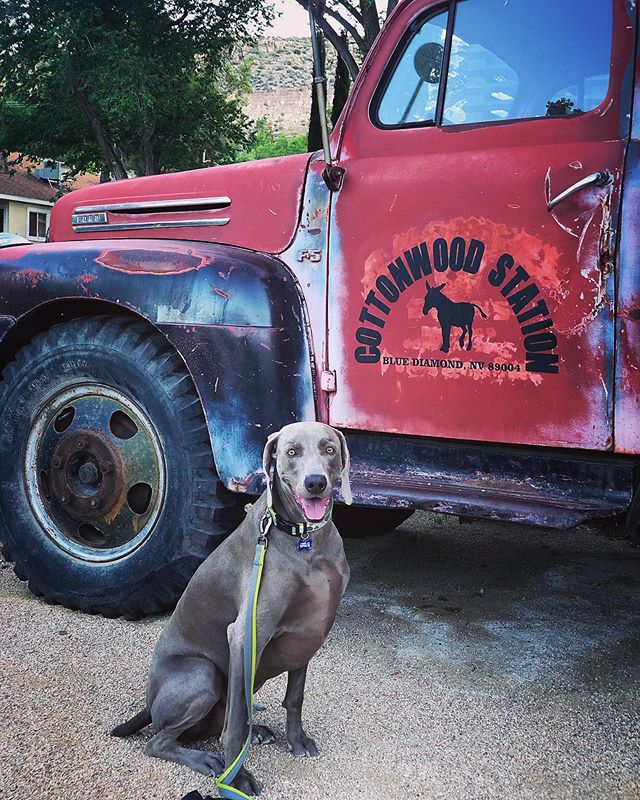 Kingston loved the single-track trails in Blue Diamond last night but didn’t care for the rising temps! Also, he was pissed I wouldn’t share my pizza with him 🤣 [instagram]