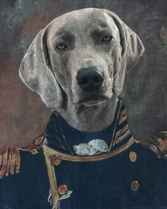 I can neither confirm nor deny that I’ll be ordering these portraits on canvas 🤣#dogsofinstagram [instagram]