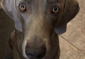 I was preparing my breakfast for the week and out of the corner of my eye, noticed someone hovering… 🤣 [instagram]