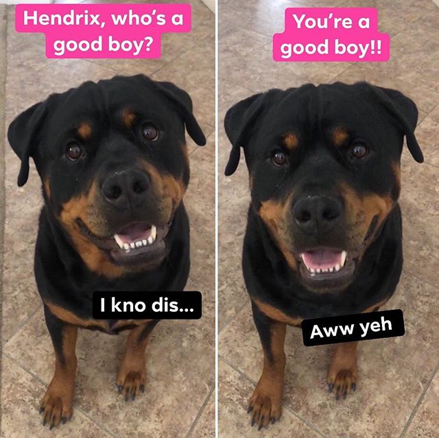 Before and after asking #whosagoodboy #goodboy @hendrixandkingston [instagram]