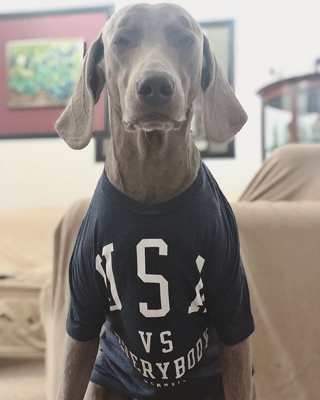 Kingston is ready for round 2 of @fifawomensworldcup Guess who he’s cheering for? @uswnt of course! #usavseverybody #weimaraner [instagram]