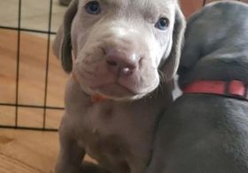 The first 8 weeks… 🧡All footage courtesy of Shelby & Darwin @weim.i.so.cute #weimaraner [instagram]