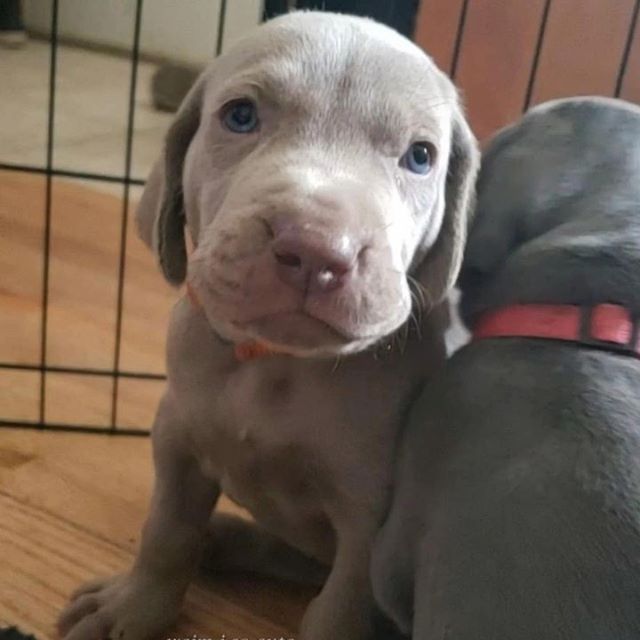 The first 8 weeks... 🧡All footage courtesy of Shelby & Darwin @weim.i.so.cute #weimaraner [instagram]